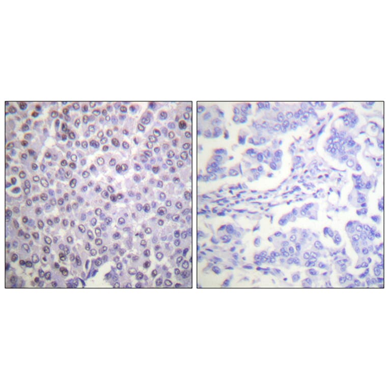 Immunohistochemistry - Anti-Histone H4 Antibody (D0033) - Antibodies.com