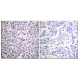 Immunohistochemistry - Anti-Histone H4 Antibody (D0033) - Antibodies.com