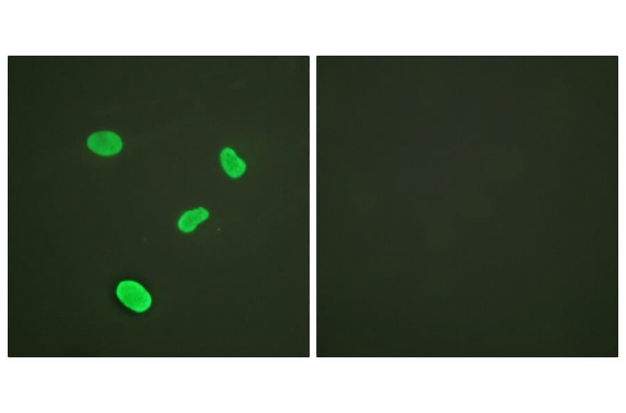 Immunofluorescence - Anti-Histone H4 Antibody (D0033) - Antibodies.com