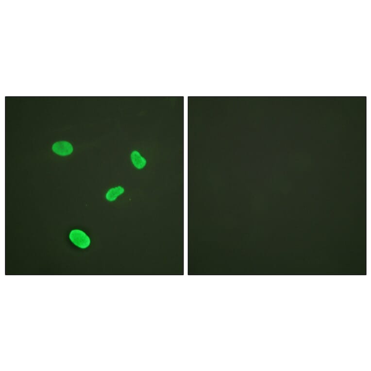 Immunofluorescence - Anti-Histone H4 Antibody (D0033) - Antibodies.com