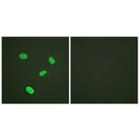 Immunofluorescence - Anti-Histone H4 Antibody (D0033) - Antibodies.com