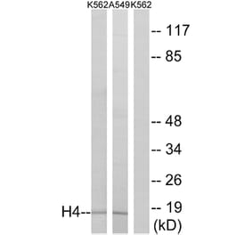 Western Blot - Anti-Histone H4 Antibody (D0031) - Antibodies.com