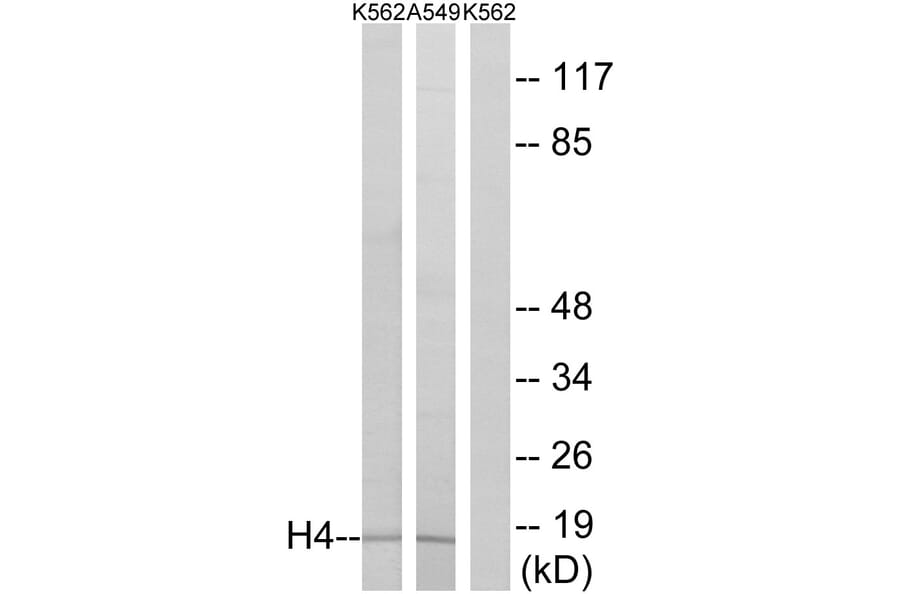 Western Blot - Anti-Histone H4 Antibody (D0031) - Antibodies.com