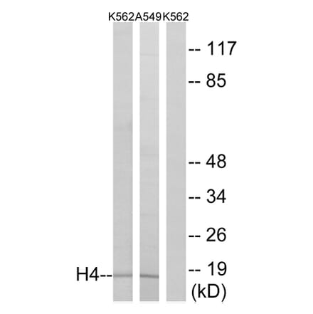Western Blot - Anti-Histone H4 Antibody (D0031) - Antibodies.com