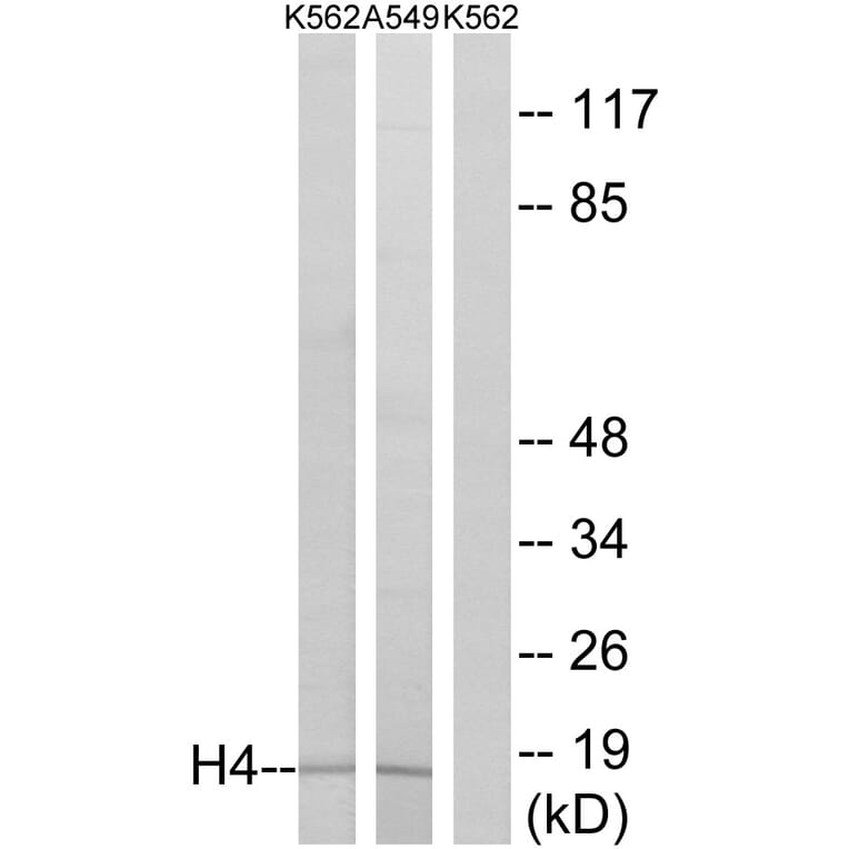 Western Blot - Anti-Histone H4 Antibody (D0031) - Antibodies.com