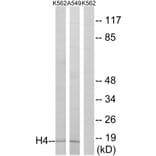 Western Blot - Anti-Histone H4 Antibody (D0031) - Antibodies.com