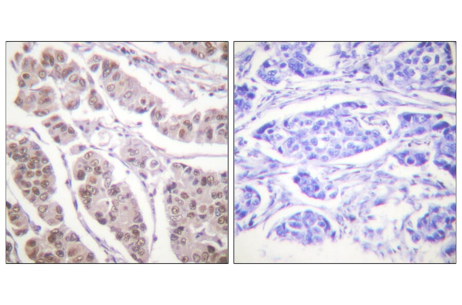 Immunohistochemistry - Anti-Histone H4 Antibody (D0031) - Antibodies.com