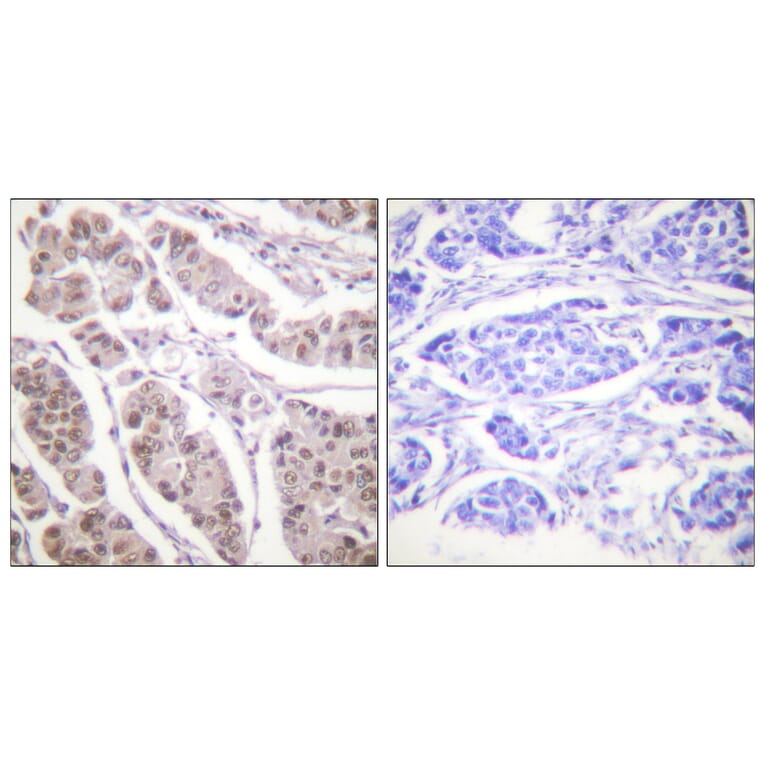 Immunohistochemistry - Anti-Histone H4 Antibody (D0031) - Antibodies.com