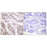 Immunohistochemistry - Anti-Histone H4 Antibody (D0031) - Antibodies.com