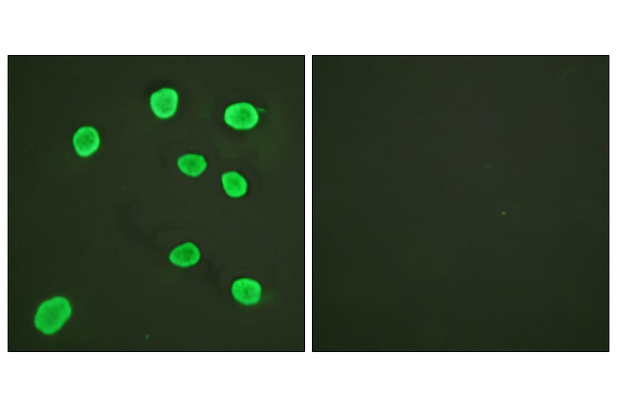 Immunofluorescence - Anti-Histone H4 Antibody (D0031) - Antibodies.com