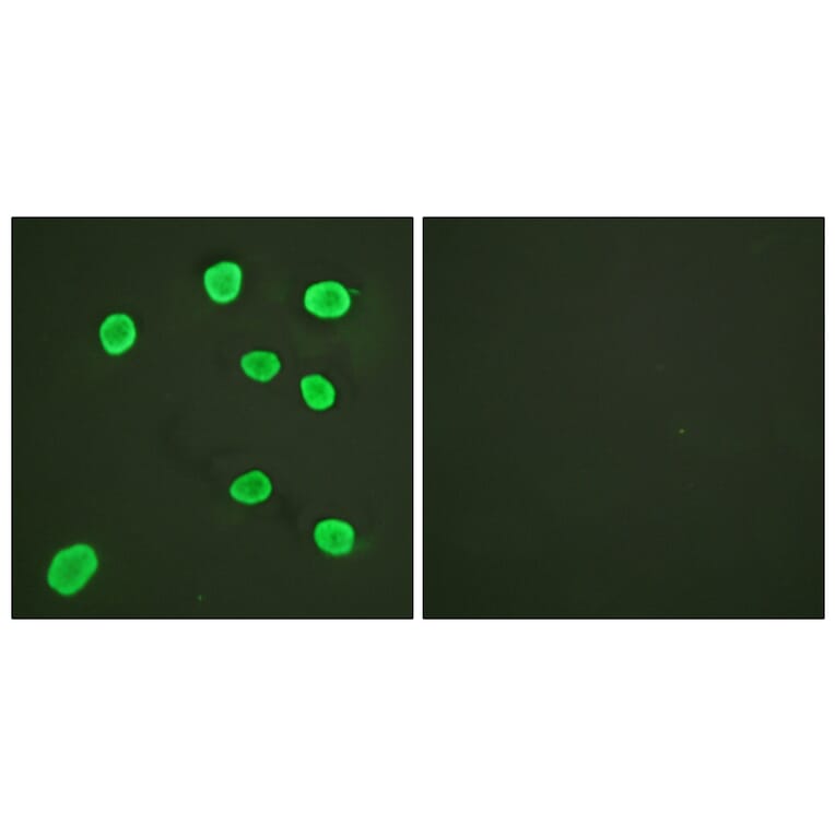 Immunofluorescence - Anti-Histone H4 Antibody (D0031) - Antibodies.com