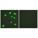 Immunofluorescence - Anti-Histone H4 Antibody (D0031) - Antibodies.com