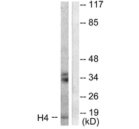 Western Blot - Anti-Histone H4 Antibody (D0034) - Antibodies.com