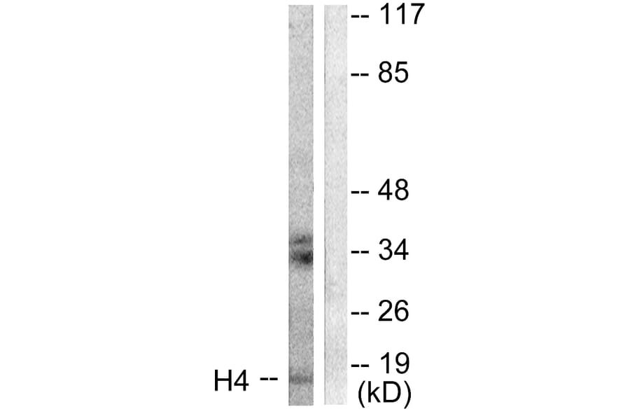 Western Blot - Anti-Histone H4 Antibody (D0034) - Antibodies.com