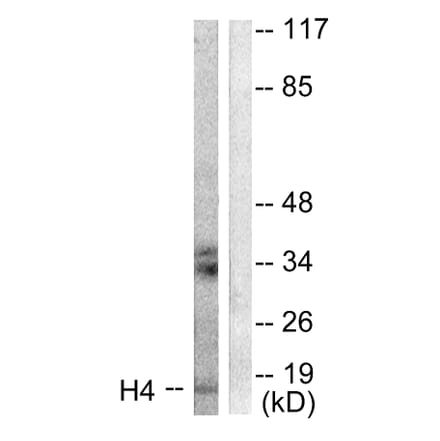 Western Blot - Anti-Histone H4 Antibody (D0034) - Antibodies.com