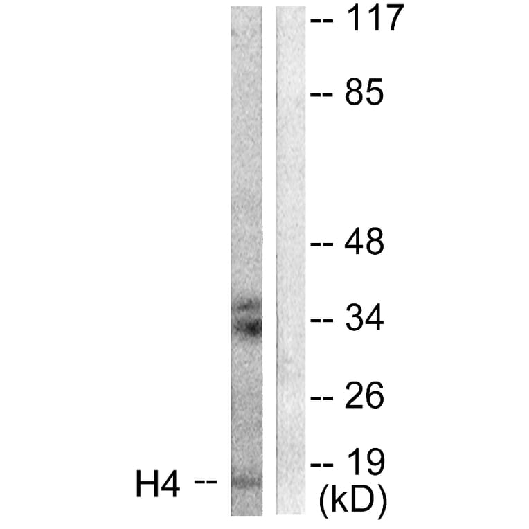 Western Blot - Anti-Histone H4 Antibody (D0034) - Antibodies.com