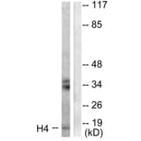 Western Blot - Anti-Histone H4 Antibody (D0034) - Antibodies.com