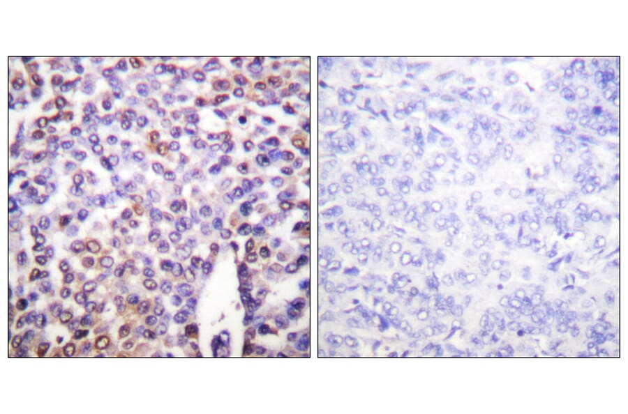 Immunohistochemistry - Anti-Histone H4 Antibody (D0034) - Antibodies.com