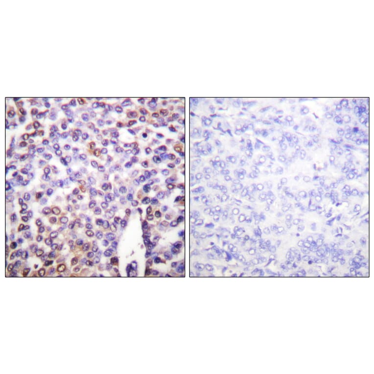 Immunohistochemistry - Anti-Histone H4 Antibody (D0034) - Antibodies.com