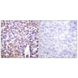 Immunohistochemistry - Anti-Histone H4 Antibody (D0034) - Antibodies.com
