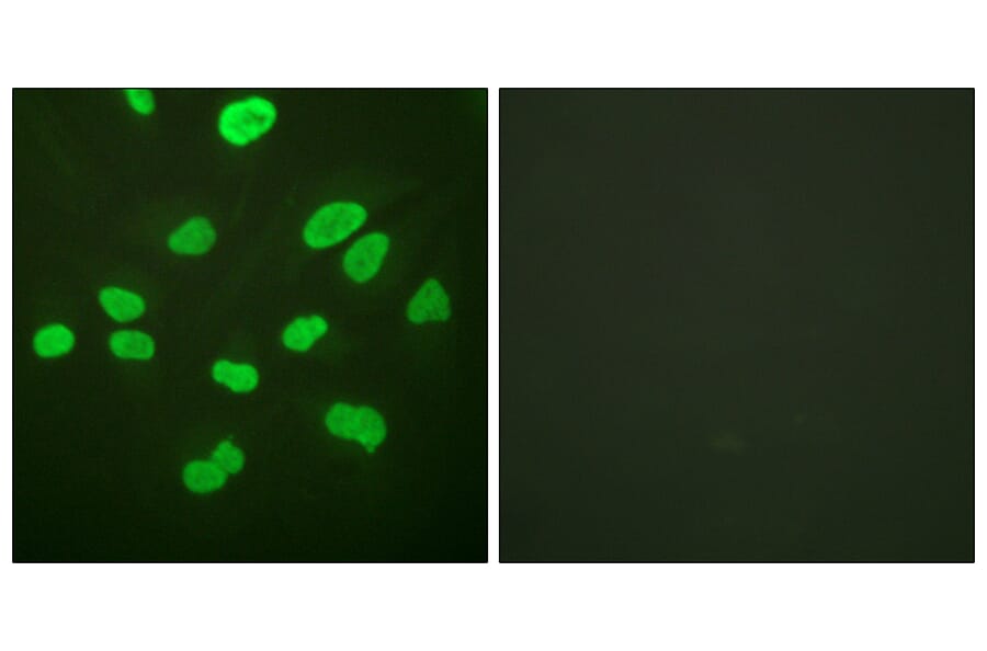 Immunofluorescence - Anti-Histone H4 Antibody (D0034) - Antibodies.com