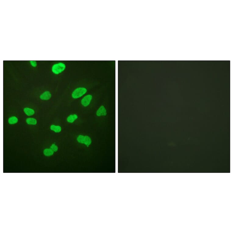 Immunofluorescence - Anti-Histone H4 Antibody (D0034) - Antibodies.com