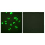 Immunofluorescence - Anti-Histone H4 Antibody (D0034) - Antibodies.com