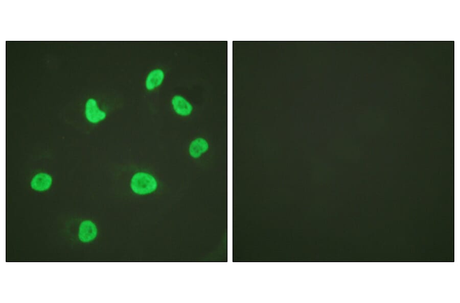 Immunofluorescence - Anti-Histone H3 Antibody (D0028) - Antibodies.com