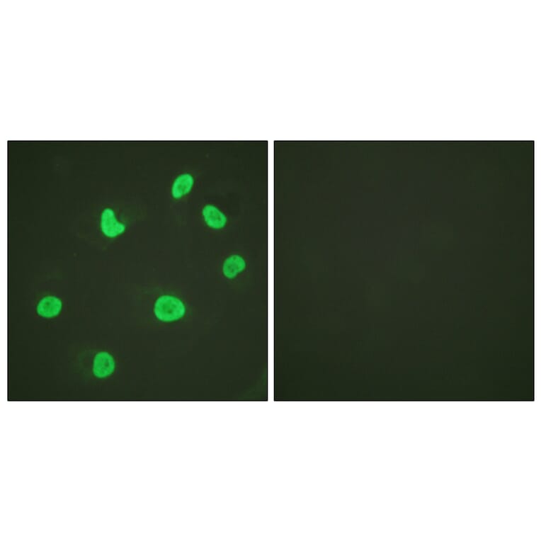 Immunofluorescence - Anti-Histone H3 Antibody (D0028) - Antibodies.com