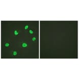 Immunofluorescence - Anti-Histone H3 Antibody (D0028) - Antibodies.com