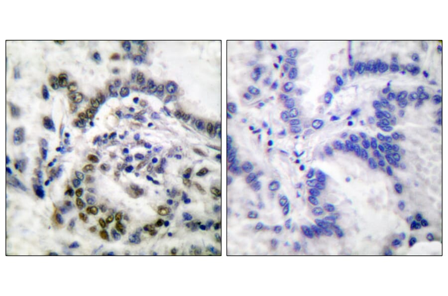 Immunohistochemistry - Anti-Histone H3 Antibody (D0028) - Antibodies.com