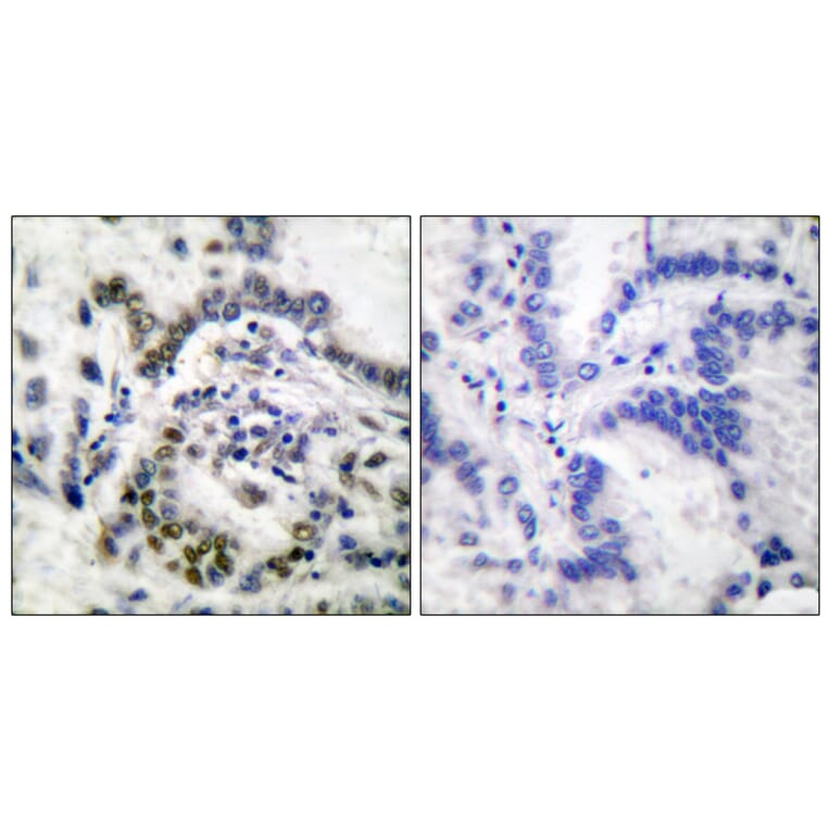 Immunohistochemistry - Anti-Histone H3 Antibody (D0028) - Antibodies.com