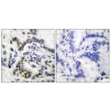 Immunohistochemistry - Anti-Histone H3 Antibody (D0028) - Antibodies.com