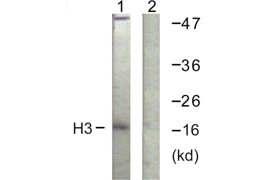 Western Blot - Anti-Histone H3 Antibody (D0028) - Antibodies.com