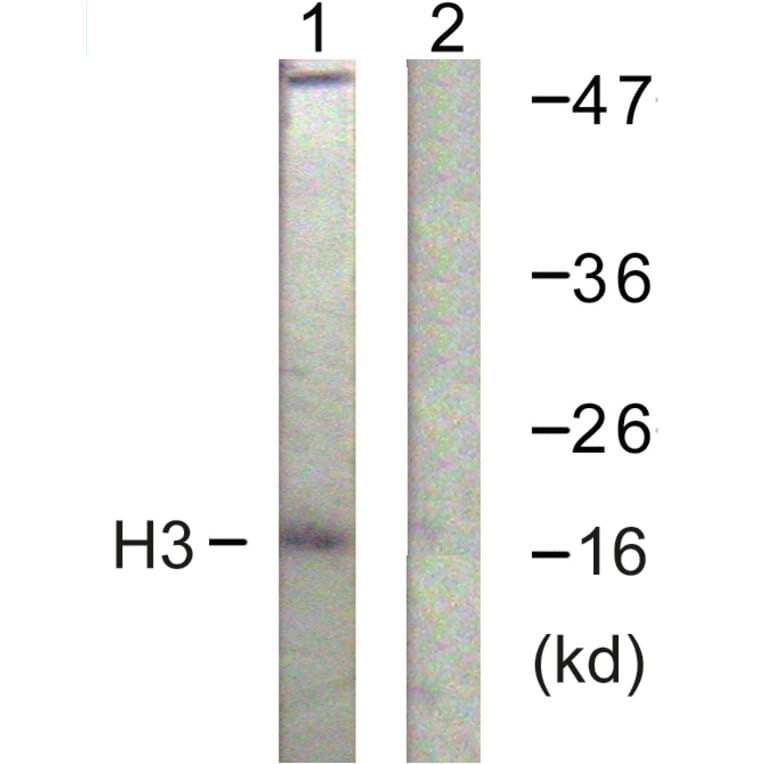 Western Blot - Anti-Histone H3 Antibody (D0028) - Antibodies.com
