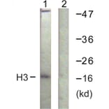 Western Blot - Anti-Histone H3 Antibody (D0028) - Antibodies.com