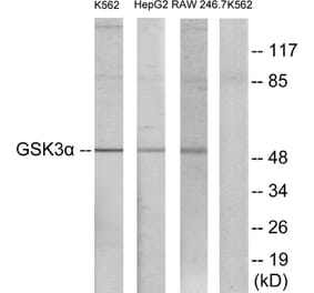 Western Blot - Anti-GSK3 alpha Antibody (B7097) - Antibodies.com
