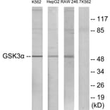 Western Blot - Anti-GSK3 alpha Antibody (B7097) - Antibodies.com