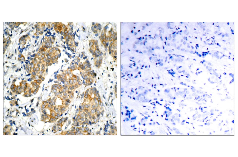 Immunohistochemistry - Anti-GSK3 alpha Antibody (B7097) - Antibodies.com