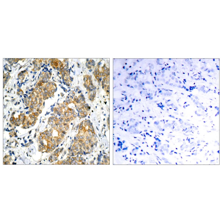 Immunohistochemistry - Anti-GSK3 alpha Antibody (B7097) - Antibodies.com