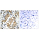 Immunohistochemistry - Anti-GSK3 alpha Antibody (B7097) - Antibodies.com