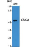 Western Blot - Anti-GSK3 alpha Antibody (B7097) - Antibodies.com