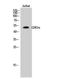 Western Blot - Anti-GSK3 alpha Antibody (B7097) - Antibodies.com