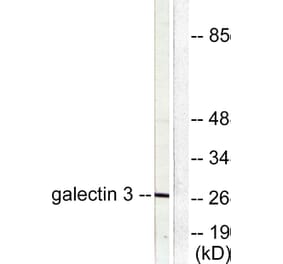 Western Blot - Anti-Galectin 3 Antibody (C0203) - Antibodies.com