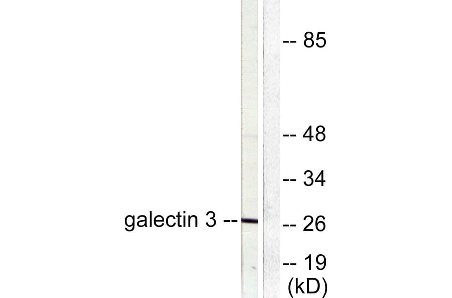 Western Blot - Anti-Galectin 3 Antibody (C0203) - Antibodies.com