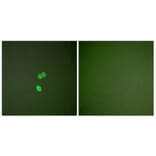 Immunofluorescence - Anti-Galectin 3 Antibody (C0203) - Antibodies.com