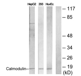 Western Blot - Anti-Calmodulin Antibody (B0829) - Antibodies.com