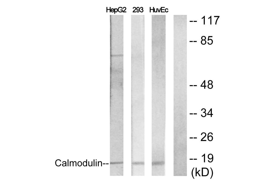 Western Blot - Anti-Calmodulin Antibody (B0829) - Antibodies.com