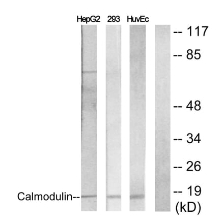 Western Blot - Anti-Calmodulin Antibody (B0829) - Antibodies.com
