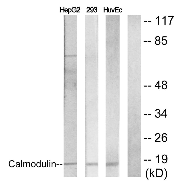 Western Blot - Anti-Calmodulin Antibody (B0829) - Antibodies.com